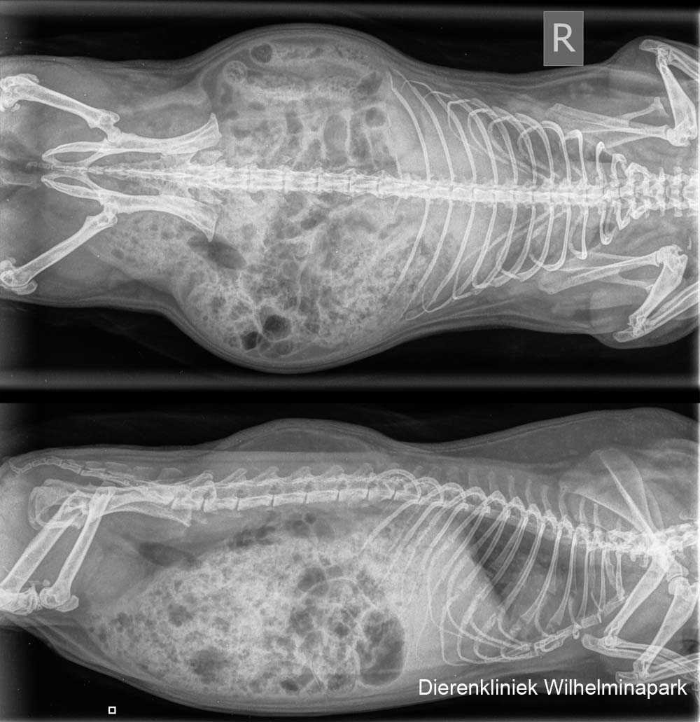De rontgenfoto van de borstholte van cavia tygo